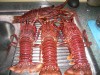 crayfish